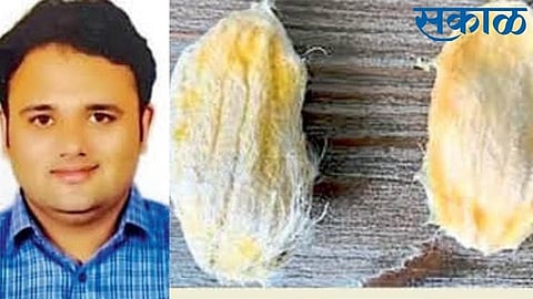 research of oil creation with help of mango seeds in ratnagiri rajapur