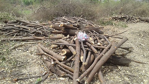 वर्षाला हजारो झाडांची कत्तल