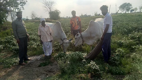 कुही : भाव नसल्यामुळे वांगी बैलाना चारताना डोंगरमौदा येथील शेतकरी.