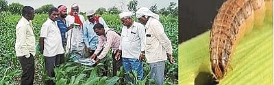 Maize infected by this worms, Farmers getting loss in the crop at Atpadi