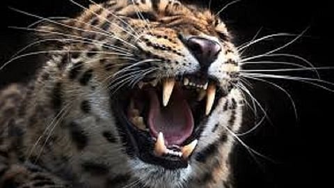 leopard attacks one in Jambhulpada at Pawas Mervi
