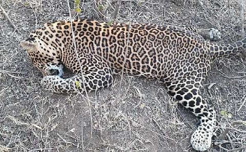 178 leopard died during 2020 in maharashtra