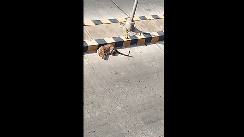 Video : 'लॉकडाऊन'मध्ये मुंबईच्या रस्त्यावर फिरतोय बिबट्या ?