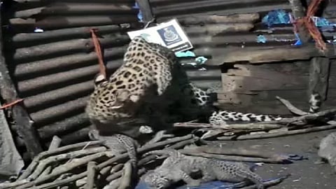 leopard at home.png