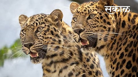 बिबट्याची शेतकऱ्यांमध्ये दहशत;वनकराई शिवारात रात्रीची गस्त