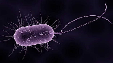 पुराच्या पाण्याने जीवघेण्या लेप्टो संसर्गाचा धोका, कशी होते लागण आणि कशी घ्याल काळजी, जाणून घ्या