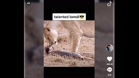 clever fox acting in front of lion tiktok video viral