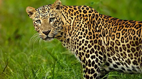 Leopard terror, forest department inactive