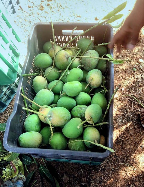 Problems with Mango Gardeners