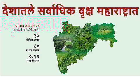 Maharashtra is the largest tree in the country