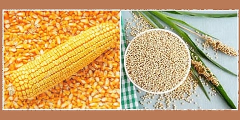 Akola News: Maize, sorghum shopping center closed before opening