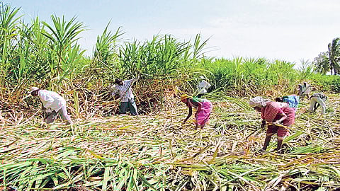 90 Percent Of Sugarcane Workers Will Come Kolhapur Marathi News