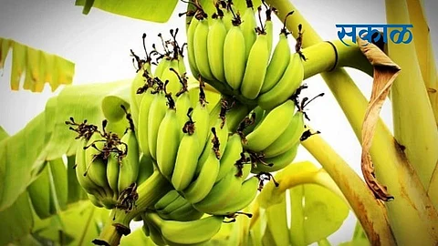 banana insurence