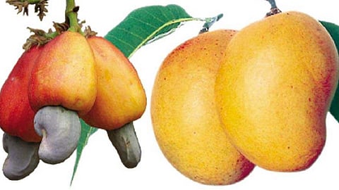 five district of konkan selected in tikel te pikel project of agriculture project in ratnagiri