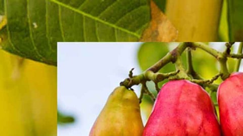 Mango, cashew nuts are in trouble due to lack of winter season