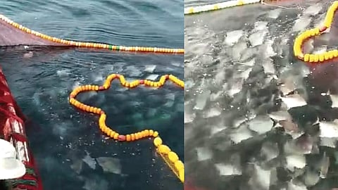 Two fishermen found saranga fish