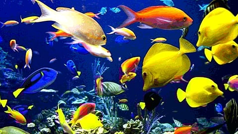 The ornamental fish business is in trouble due to the stoppage of foreign imports
