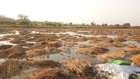 कोदामेढीः दोन महिन्यांपूर्वी आलेल्या पुराने पिकाचे झालेले नुकसान.