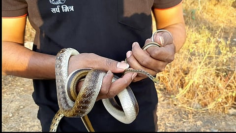 Catching snakes at the risk of their lives; Who is responsible for security?