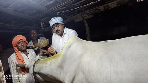 मेंढलाः पोळ्याच्या आदल्या सायंकाळी हळद, तूप लावून बैलांचे खांदे शेकण्यात येतात. उद्या बैलांना जेवायला येण्याचे आमंत्रण देताना शेतकरी.