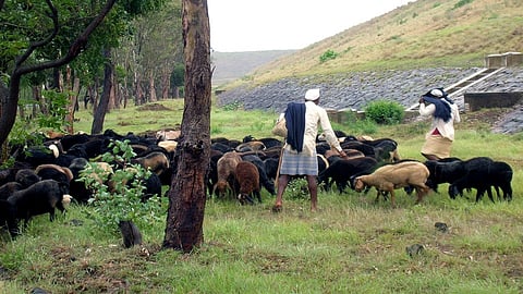 Provision Of Rs 100 Crore For Shepherds, But No Action Kolhapur Marathi News