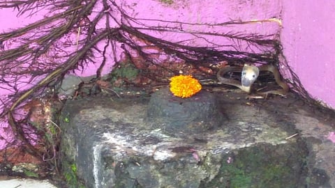 vaibhavwadi are one snake found in shivling temple in kokan crowd of people to see snake