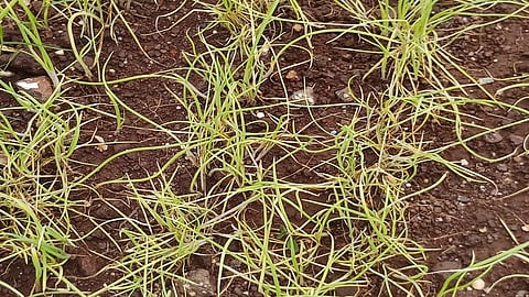 onion plant.jpg