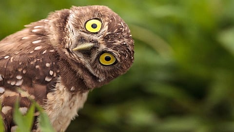 Owls smuggled to Sangli, Solapur, Kolhapur, Belgaum for money
