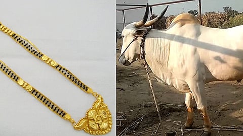 Surgery On The Ox After Wrongly Swallowing Gold