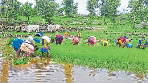 paddy cultivation