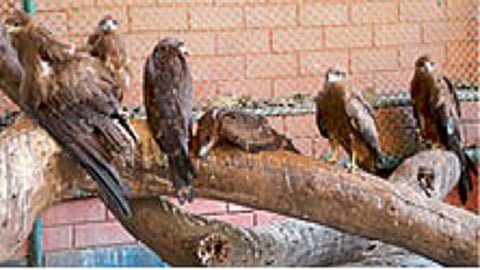 प्रदूषणामुळे माणूसच नव्हे तर, पशू-पक्षीही घायकुतीला..!