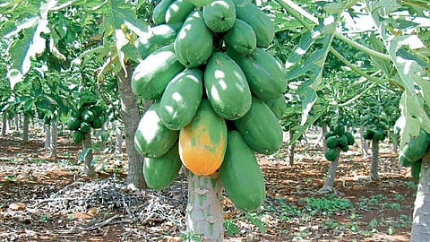 papaya