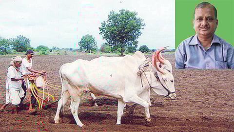 सोलापूर जिल्ह्यातील या तालुक्यांमध्ये झाली सर्वाधिक पेरणी