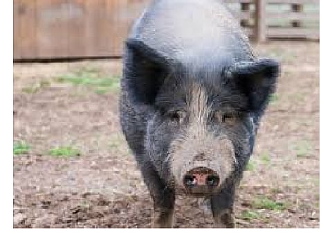 pig enters into house in wardha