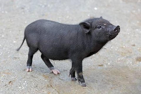 Angry villagers dumped two dead pigs in the sarpanch sub sarpanch cabin