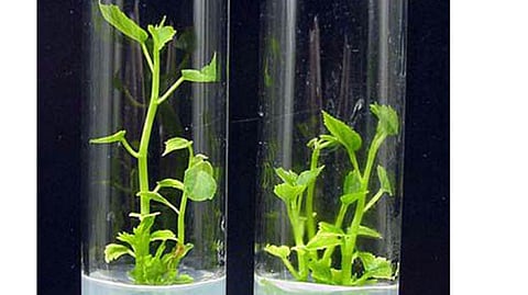 Tissue culture plant