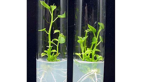 plant tissue culture