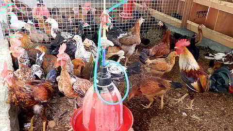 teacher start poultry farm business in home from lockdown