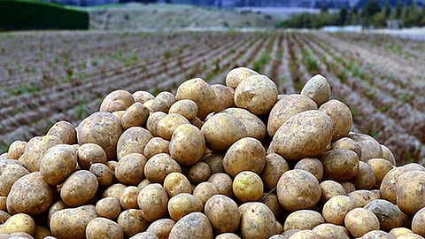 बटाटा उत्पादकांत नाराजी