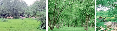 मोहळाई (ता. भोकरदन) : परिसरात ग्रामस्थांच्या शिस्तीमुळे जपली गेलेली वनराई.