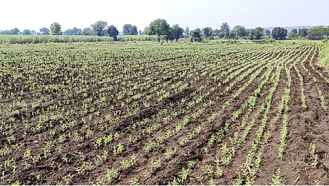 rabbi sowing area increase in yavatmal