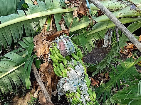 akola damage to banana, papaya, lemon and orange crops due to hail