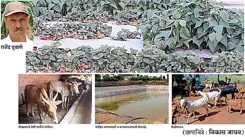 डोंगरावर फुलविले एकात्मिक शेतीचे आदर्श मॉडेल