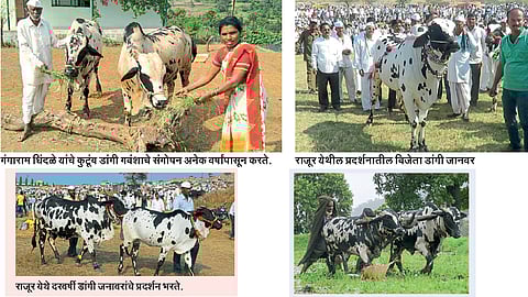 अकोले तालुक्यात डांगी गोवंशाचे संवर्धन