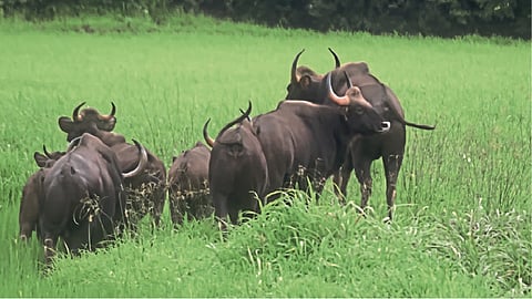 फणसाड : अभयारण्य परिसरातील रानगवे.