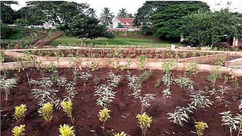 Tourists will come to Rankala, see turtles ...