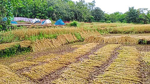 Rajapur Farmer Not Submitted Bank Passbok In Banks Ratnagiri Marathi  News