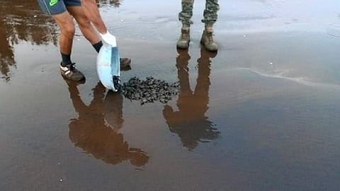 544 turtle chicks released into the sea