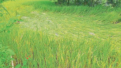 परतीच्या पावसाचा तडाखा! कवठ्यात शेतमाल भिजला; पाटणला शेतकरी दुहेरी संकटात