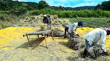 30 टक्के भातशेती क्षेत्र घटले